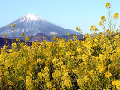 富士山下油菜花开