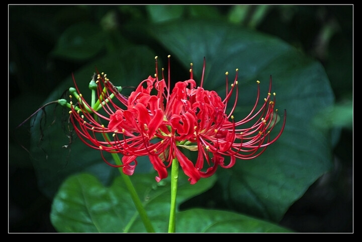 彼岸花。花开一千年，花落一千年，花叶永不相见，情不为因果，缘注定生死。