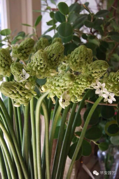 伯利恒之星（学名：Ornithogalum umbellatum L. ），是百合科虎眼万年青属植物，又名虎眼万年青、伞花虎眼万年青。因其花朵的形状像犹太教标志六芒星（大卫之盾 Shield of David），故在西文世界和英文名称是“伯利…