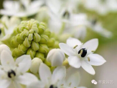 伯利恒之星（学名：Ornithogalum umbellatum L. ），是百合科虎眼万年青属植物，又名虎眼万年青、伞花虎眼万年青。因其花朵的形状像犹太教标志六芒星（大卫之盾 Shield of David），故在西文世界和英文名称是“伯利…