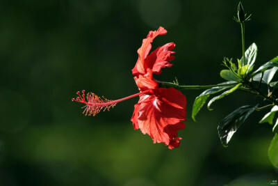 朱槿（学名：Hibiscus rosa-sinensis Linn. ）：又名扶桑、佛槿、中国蔷薇。由于花色大多为红色，所以中国岭南一带将之俗称为大红花。常绿灌木，高约1-3米；小枝圆柱形，疏被星状柔毛。叶阔卵形或狭卵形，两面除背面…