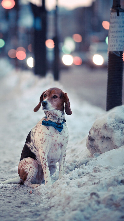 雪中候主