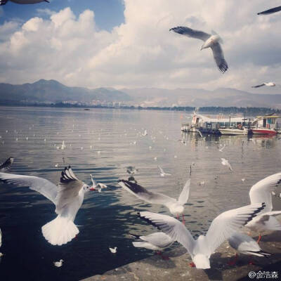 海鸥南海不眠