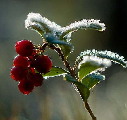 越桔（学名：Vaccinium Vitis-Idaea）是杜鹃花科植物，原产北美，常绿矮小灌木。多生于高山苔原带、单叶互生，叶片倒卵形，有2-8朵花，苞片红色，宽卵形，花冠白色或淡红色，钟状，长约5毫米，4裂，花丝很短，有微毛，花柱稍超出花冠。浆果球形，直径5-10毫米，鲜红色。花期6-7月，果期8-9月。越桔叶含熊果甙、熊果酸等多种成分，可入药，主治尿道炎等症。越桔的叶经加工亦可代茶用。越桔的果清香多汁，酸甜可口，含人体所需的多种维生素、葡萄糖、有机酸等，可鲜食，也可酿酒，制果酱。环北极分布，自北欧、中欧、北美至格陵兰岛和亚洲。
中文学名 越桔
拉丁学名 Vaccinium vitis-idaea Linn.
二法名 Vaccinium vitis-idaea
界 植物界
门 被子植物门
纲 双子叶植物纲
目 杜鹃花目
科 杜鹃花科
属 越桔属
种 越桔
亚种 2亚种，2变种
英文名称 Lingonberry