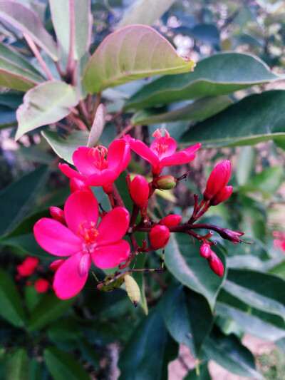 各种各样的花花