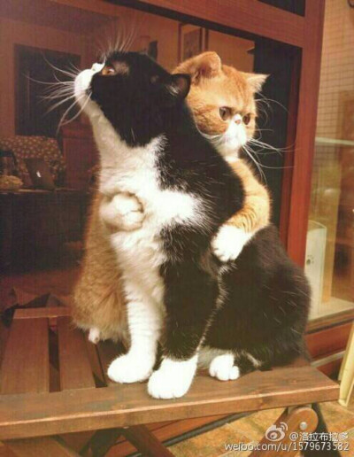 猫猫的拥抱