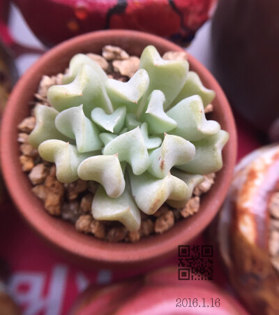 多肉｡ﾟ+.ღ(ゝ◡ ⚈᷀᷁ღ)特玉莲