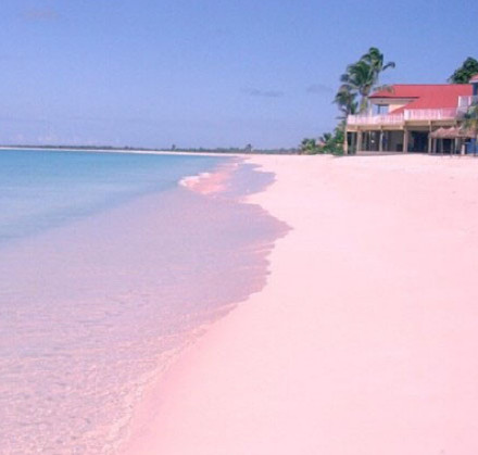 巴哈马哈勃岛的粉色沙滩 Pink Sands Beach