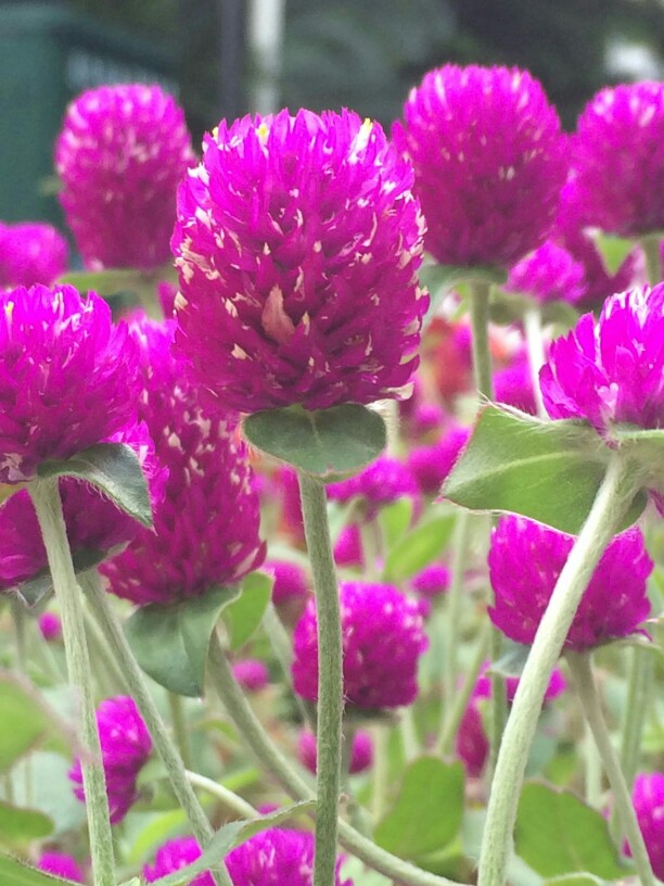 老话说：花无百日红，此花红过白日，名为：千日红