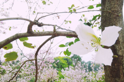 花花草草之广州华农紫荆花