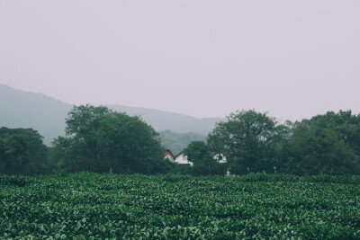 空山新雨后。