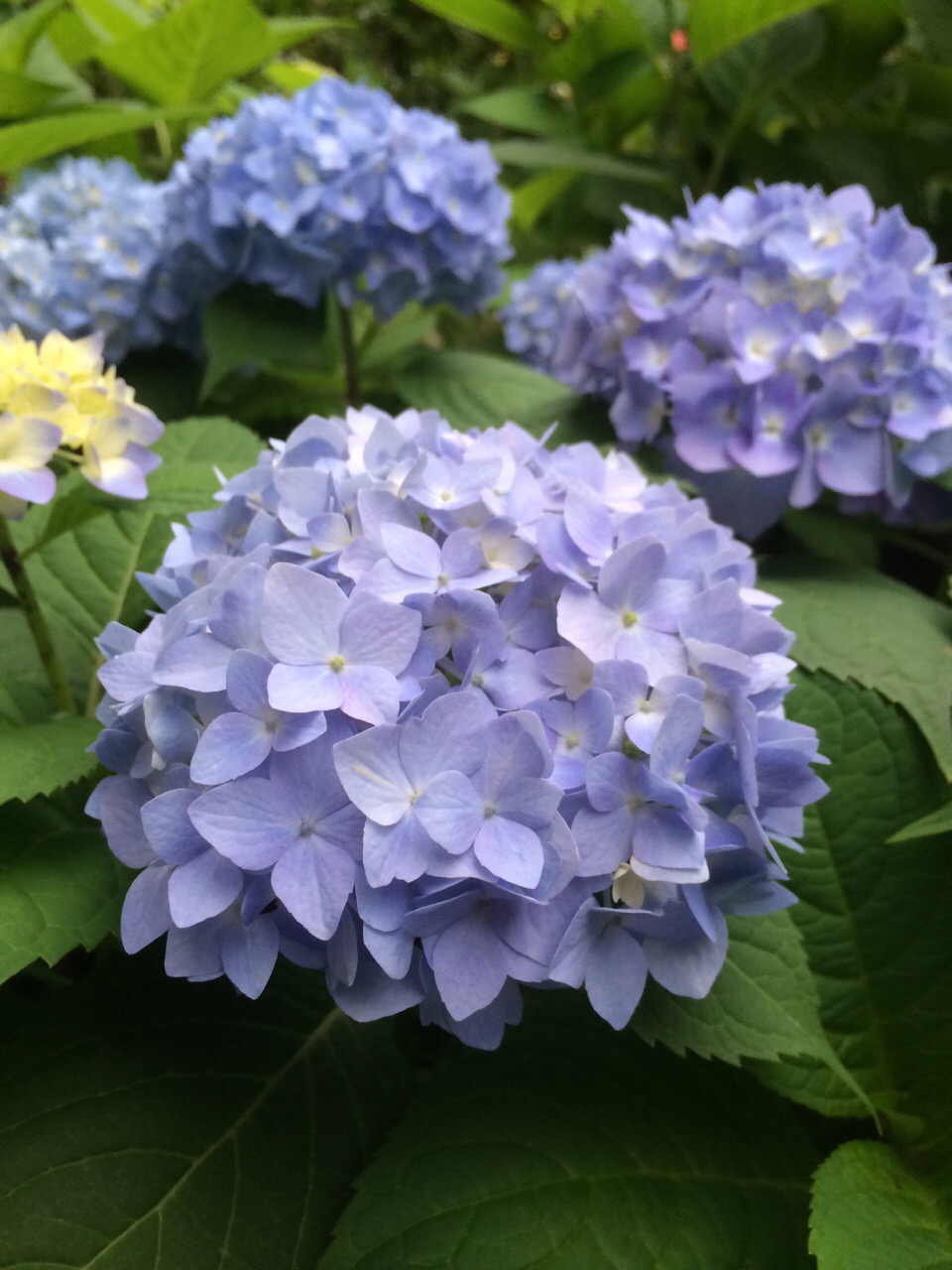 绣球花 夏达花园子里的