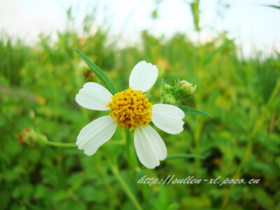 花❀