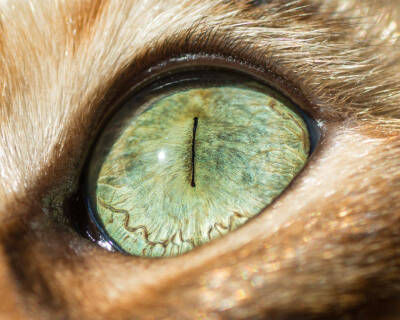 猫眼