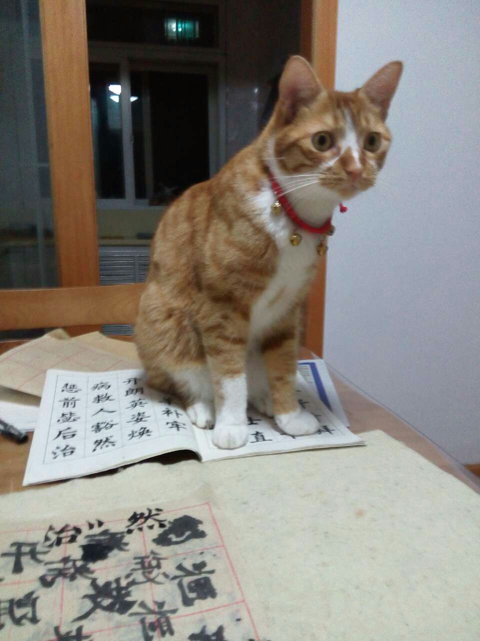 durdur是只大老虎 小粑粑豆 猫奴养成记