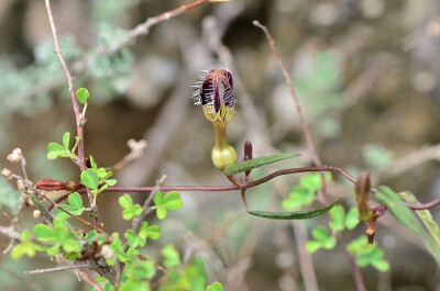 Ceropegia dolichophylla 长叶吊灯花，夹竹桃科（萝藦科）吊灯花属。