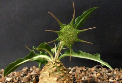 Dorstenia crispa 绵叶琉桑，桑科琉桑属。花序形式被认为是榕属隐头花序的前体形态，换句话说，这就是炸开的无花果......