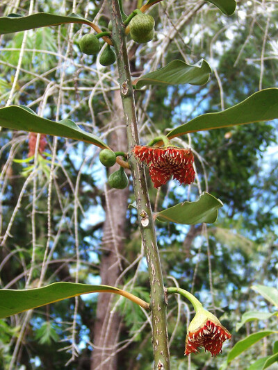 Tetrasynandra longipes 杯轴花，玉盘桂科管榕桂属。可怕的花序......