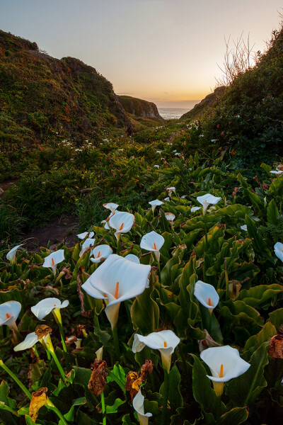 Zantedeschia aethiopica 马蹄莲，天南星科马蹄莲属。