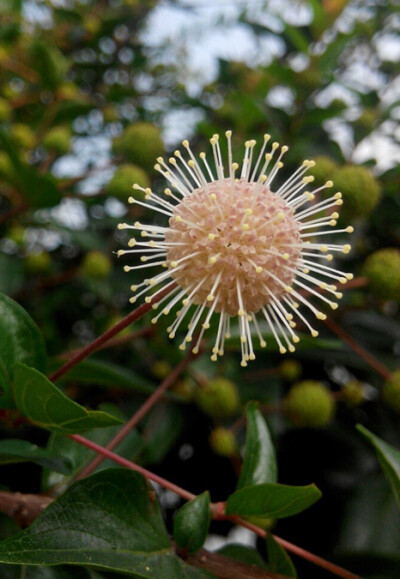 Adina rubella 细叶水团花，茜草科水团花属。