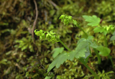 Adoxa omeiensis 四福花，五福花科五福花属。