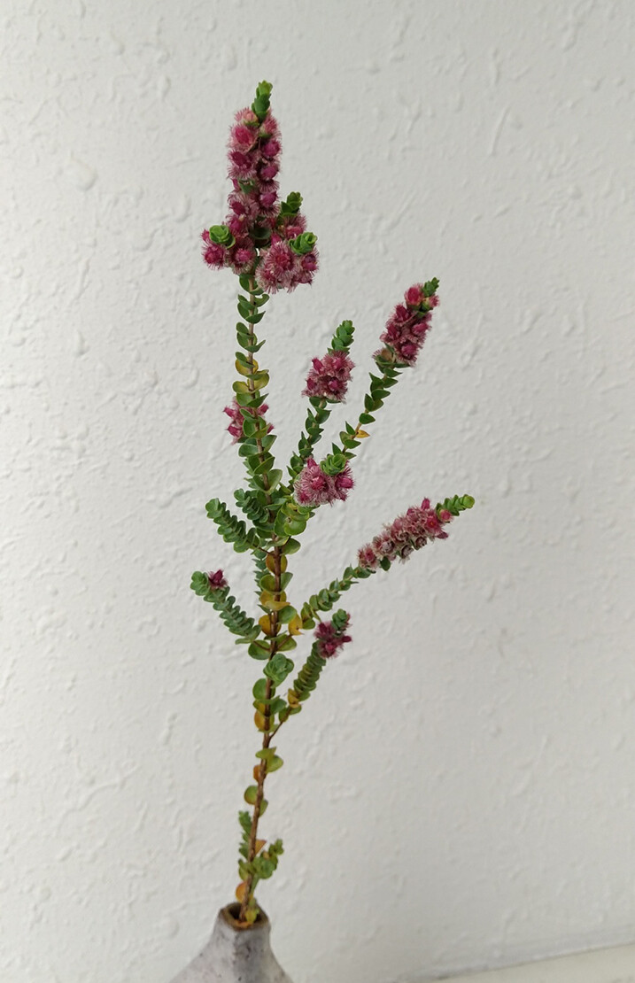 Verticordia grandis ，桃金娘科羽蜡花属。