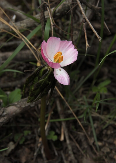 Sinopodophyllum hexandrum 桃儿七，小檗科桃儿七属。