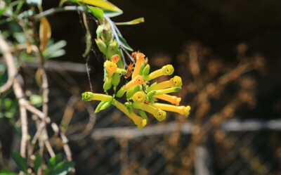 Rhinanthus alectorolophus ，玄参科鼻花属。