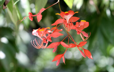 Amherstia nobilis 华贵璎珞木，豆科璎珞木属。