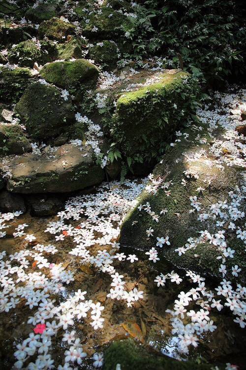 自在飞花轻似梦，无边丝雨细如愁