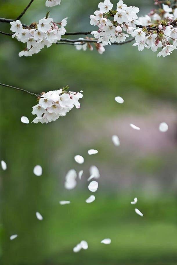 自在飞花轻似梦，无边丝雨细如愁