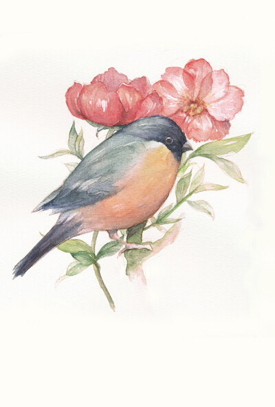 在画师Ann 笔下画出的生动形象的鸟 涂鸦 色彩 水彩 手绘 铅笔 彩铅 彩色 光 原创