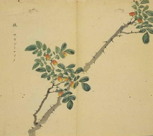 诗经中的植物：酸枣树。《邶风．凯风》：凯风自南，吹彼棘心。棘心夭夭，母氏劬劳。凯风自南，吹彼棘薪。母氏甚善，我无令人。爰有寒泉？在浚之下。有子七人，母氏劳苦。睍睆黄鸟，载好其音。有子七人，莫慰母心。| 图选自《诗经名物图解》，由日本江户时代的儒学者細井徇/細井東陽撰绘，其主要内容为《诗经》辅配百余幅精美古画。大约绘制出版于嘉永元年（1848）。