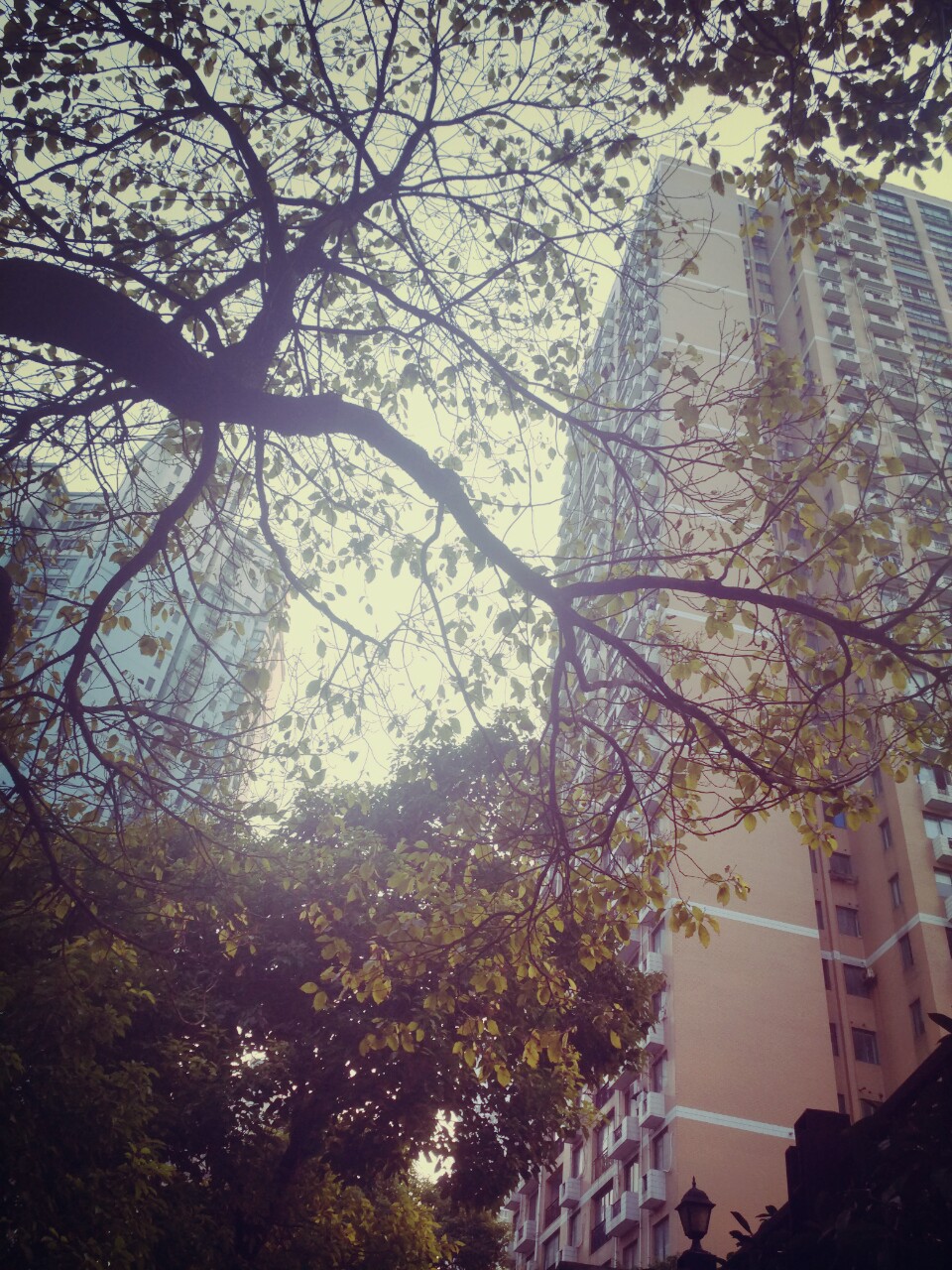 那年冬天的树 BY：Ulrica洛言珏