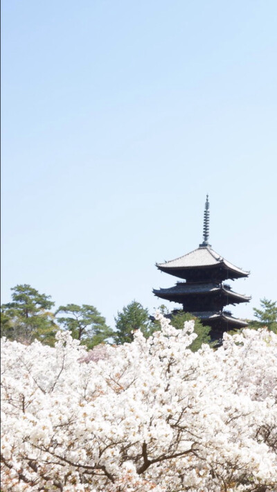 樱花 by钟楼庸人