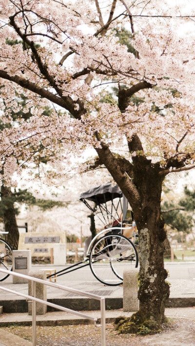 樱花 by钟楼庸人