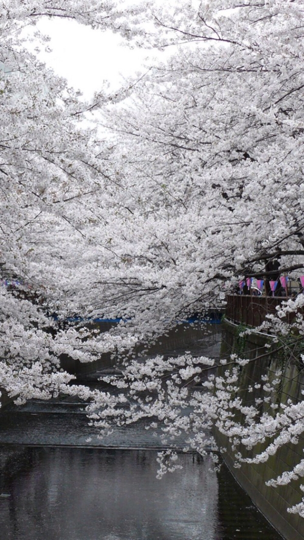 樱花 by钟楼庸人