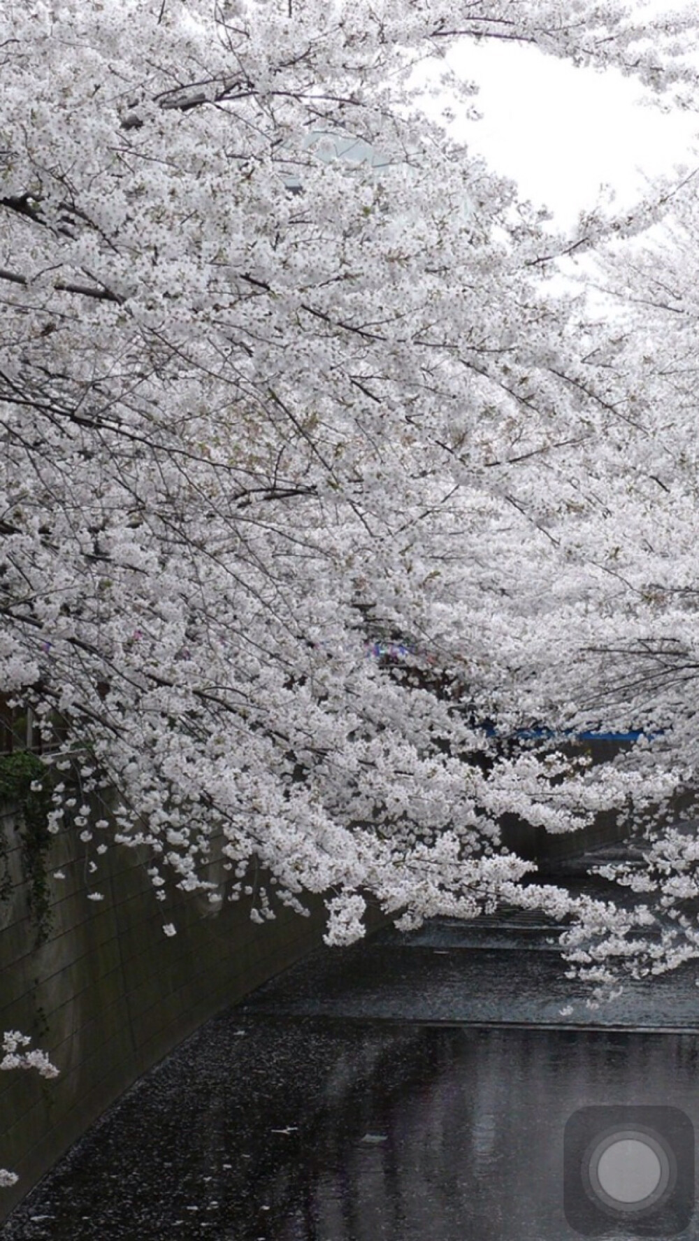 樱花 by钟楼庸人