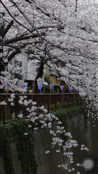 樱花 by钟楼庸人