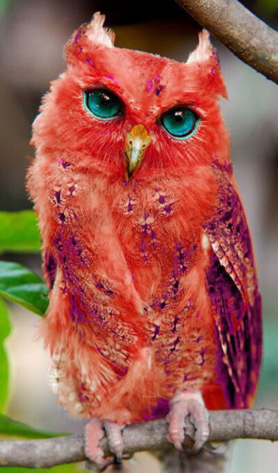 red owl