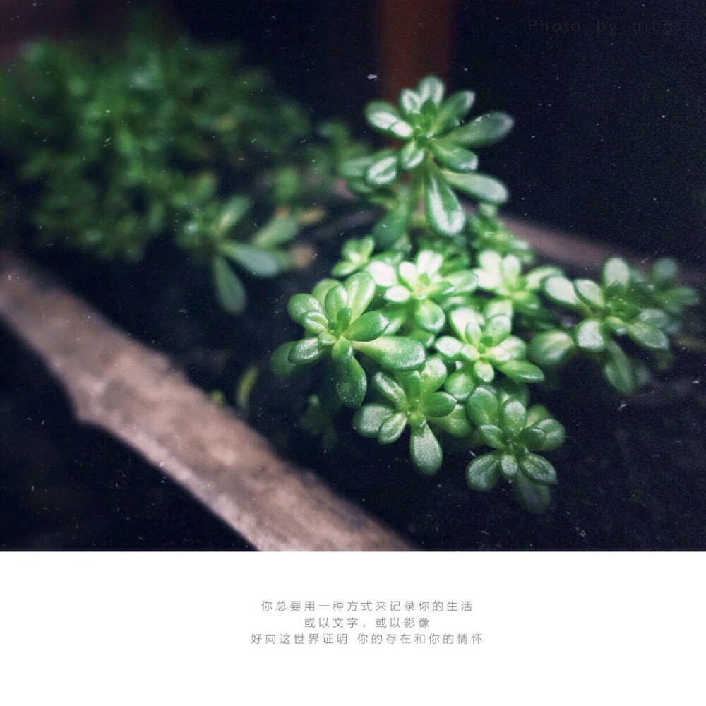 生活随拍 原创壁纸