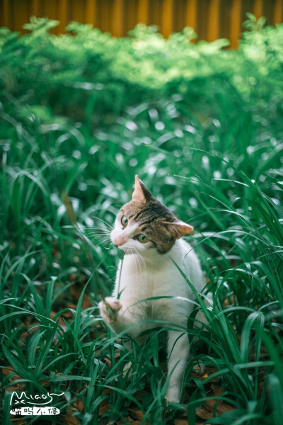 “芳草味哒，想来根嘛~”