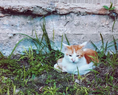 雨天遇到的喵星人