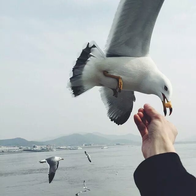 男头【自截】