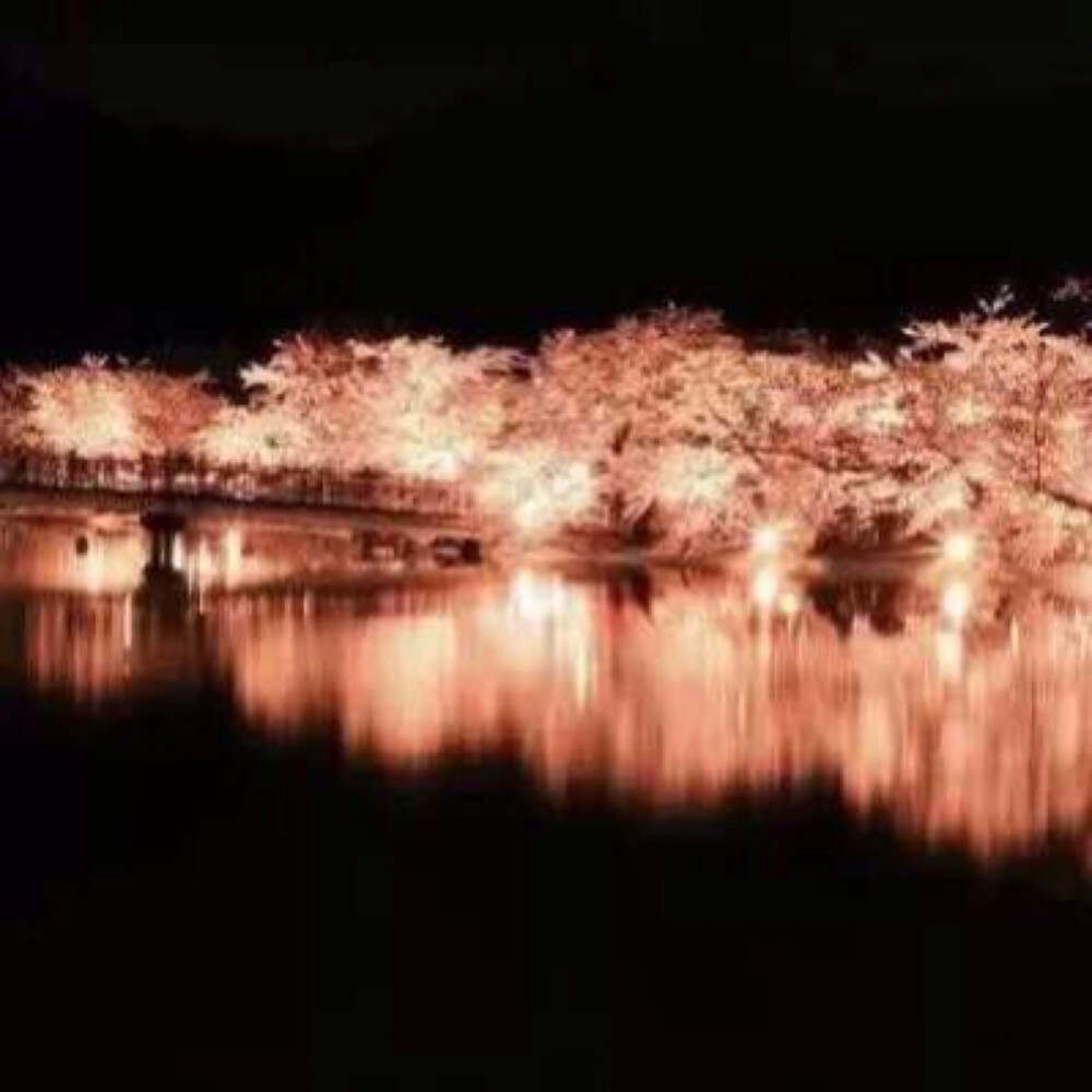  日本美丽的夜樱，一场视觉的盛宴