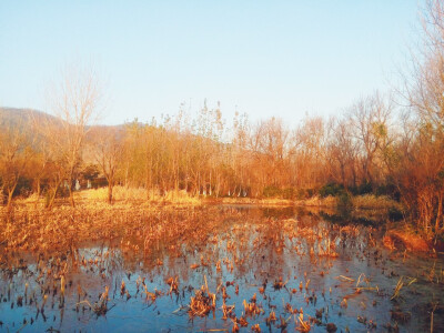 冬日早晨 湿地