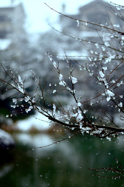 小区里的雪景