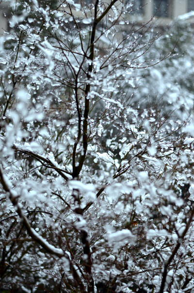 小区里的雪景