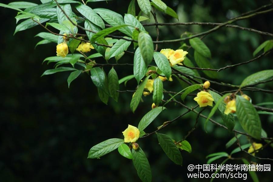 国家一级保护植物——金花茶（Camellia petelotii），又名多瓣山茶。山茶科（Theaceae）常绿灌木或小乔木，高约2～5m。花大，金黄色，耀眼夺目，金瓣玉蕊，腊质晶莹，似有半透明之感，点缀于光亮的绿叶间，高贵雅致，无与伦比。被誉为“植物界大熊猫”，有“茶族皇后”的美称。每年1-4月开花，花期长。