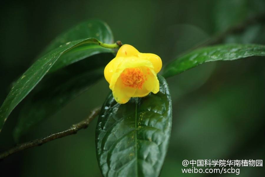 国家一级保护植物——金花茶（Camellia petelotii），又名多瓣山茶。